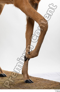 Deer Doe 2 leg 0012.jpg